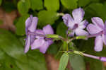 Creeping phlox